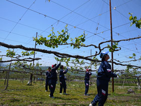 芽欠き 体験中